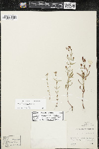 Hypericum canadense image