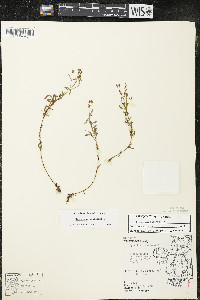 Hypericum canadense image