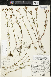 Hypericum canadense image