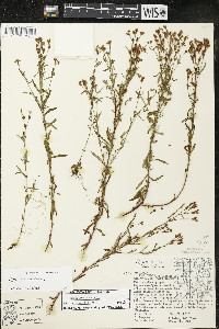 Hypericum canadense image