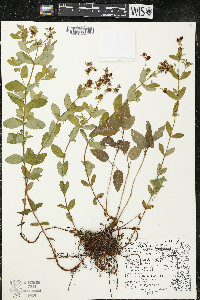 Hypericum ellipticum image