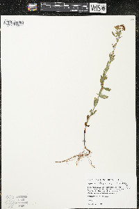 Hypericum ellipticum image