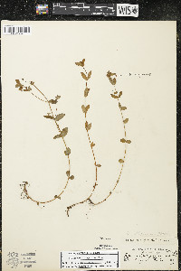 Hypericum ellipticum image