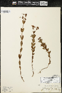 Hypericum ellipticum image