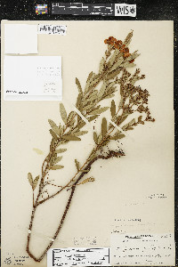 Hypericum kalmianum image