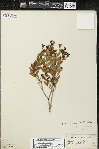 Hypericum kalmianum image