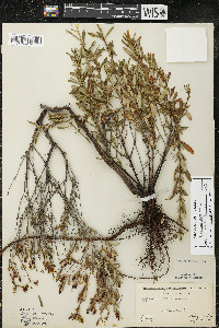 Hypericum kalmianum image