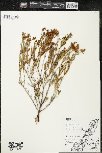 Hypericum kalmianum image