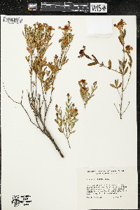 Hypericum kalmianum image