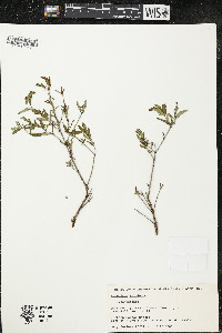 Hypericum kalmianum image