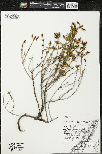 Hypericum kalmianum image