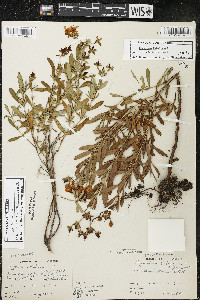 Hypericum kalmianum image