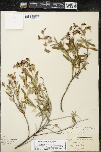 Hypericum kalmianum image