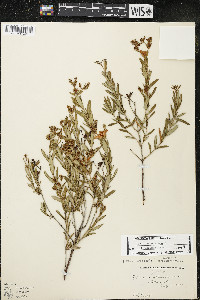Hypericum kalmianum image
