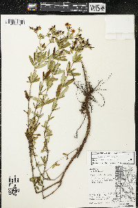 Hypericum kalmianum image