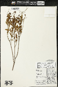 Hypericum kalmianum image