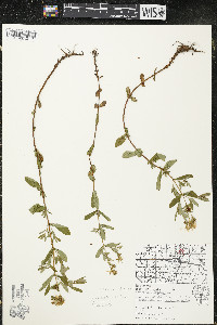 Hypericum ellipticum image