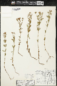Hypericum ellipticum image
