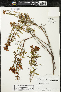 Hypericum kalmianum image