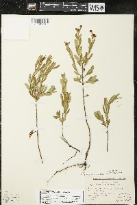 Hypericum kalmianum image