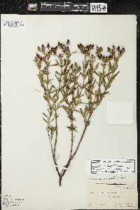 Hypericum kalmianum image