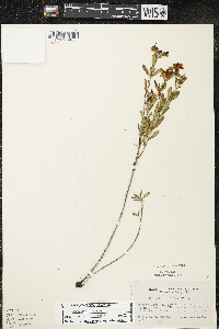 Hypericum kalmianum image