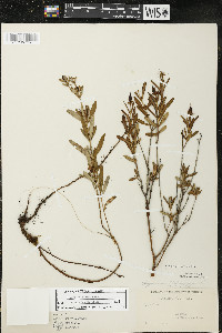 Hypericum kalmianum image