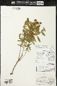 Hypericum kalmianum image