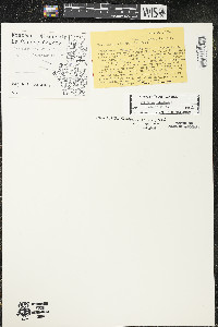 Hypericum kalmianum image