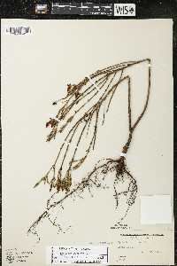 Hypericum kalmianum image