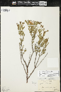 Hypericum kalmianum image