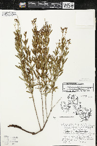 Hypericum kalmianum image