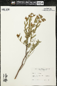 Hypericum kalmianum image