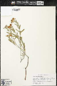Hypericum kalmianum image