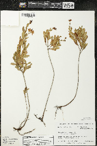 Hypericum kalmianum image