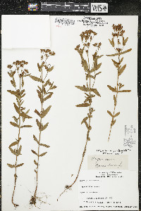 Hypericum majus image