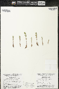 Hypericum majus image