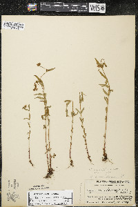 Hypericum majus image