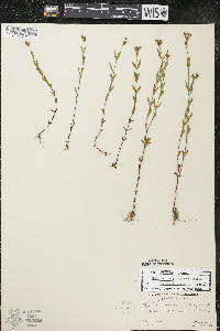 Hypericum majus image