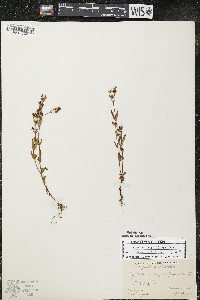 Hypericum majus image