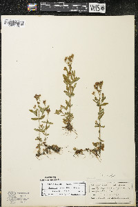 Hypericum majus image