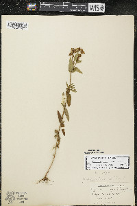 Hypericum majus image