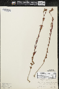 Hypericum majus image