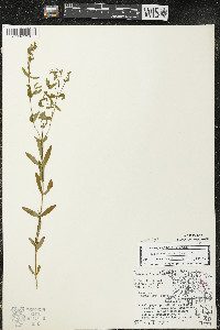 Hypericum majus image