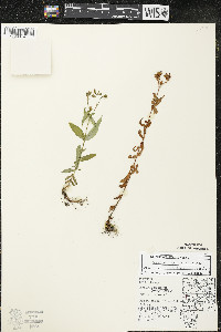 Hypericum majus image