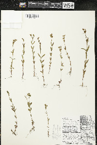 Hypericum majus image