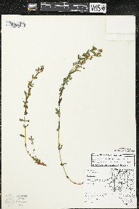 Hypericum majus image