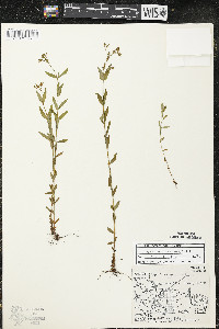 Hypericum majus image