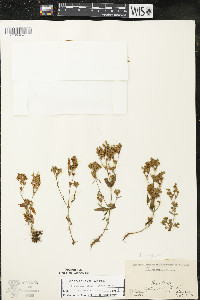 Hypericum majus image