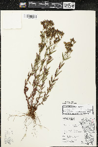 Hypericum majus image